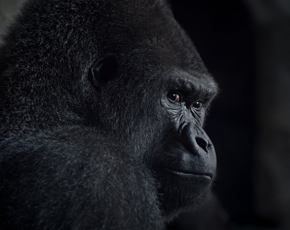 Gorilla-Blick