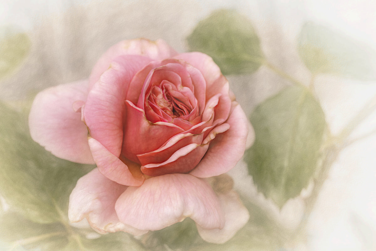 smooth rose