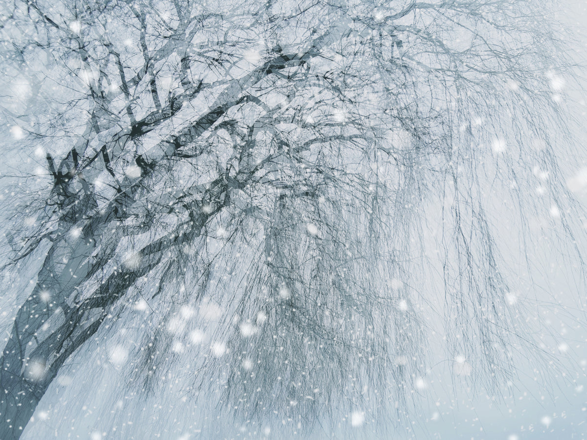 Winter tree