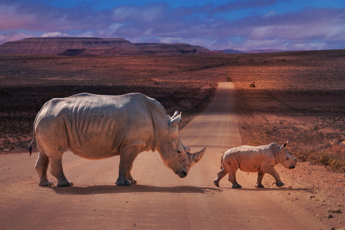 RhinosCrossing