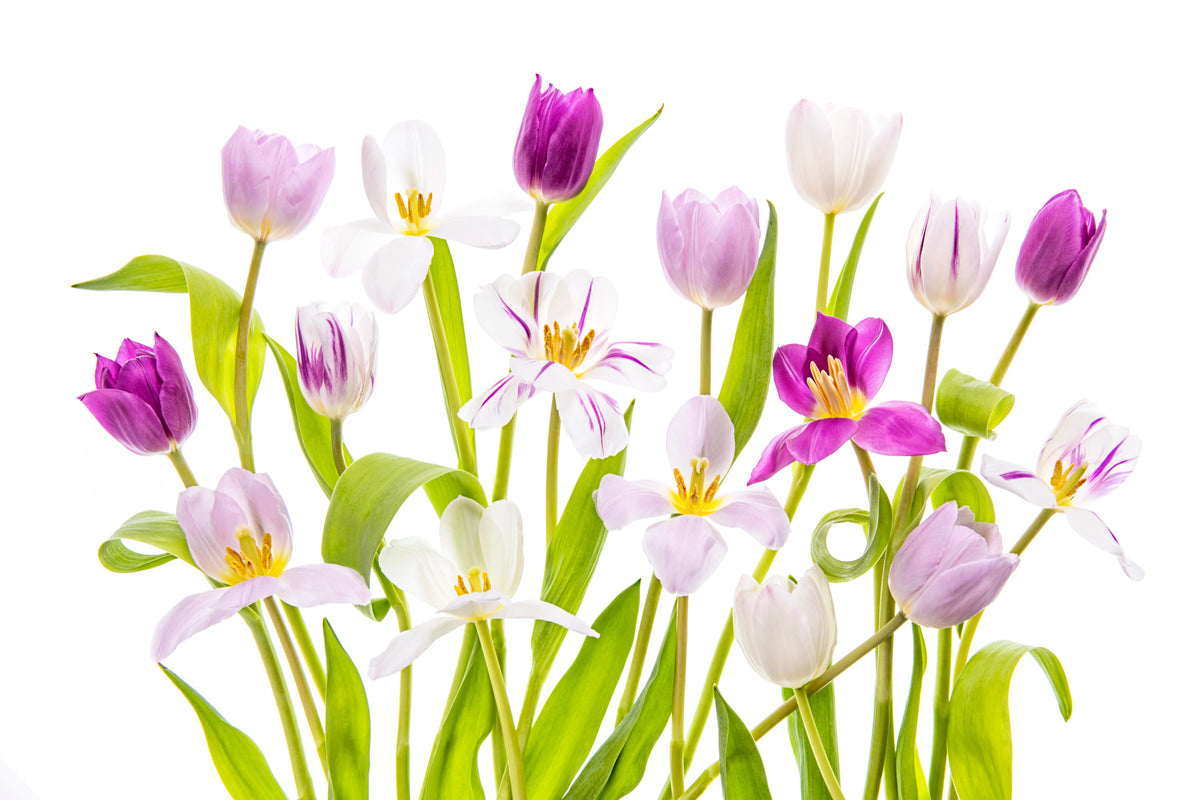 Tulpenfrühling