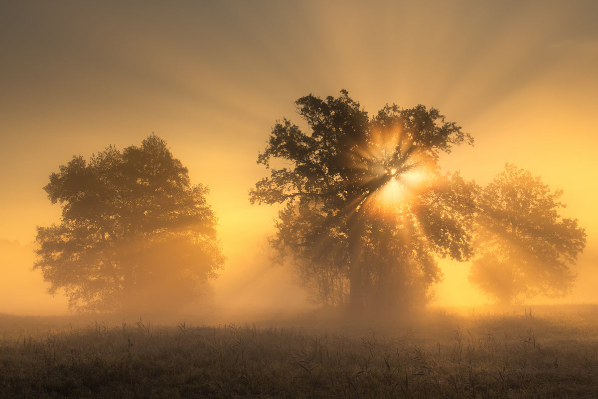 Light