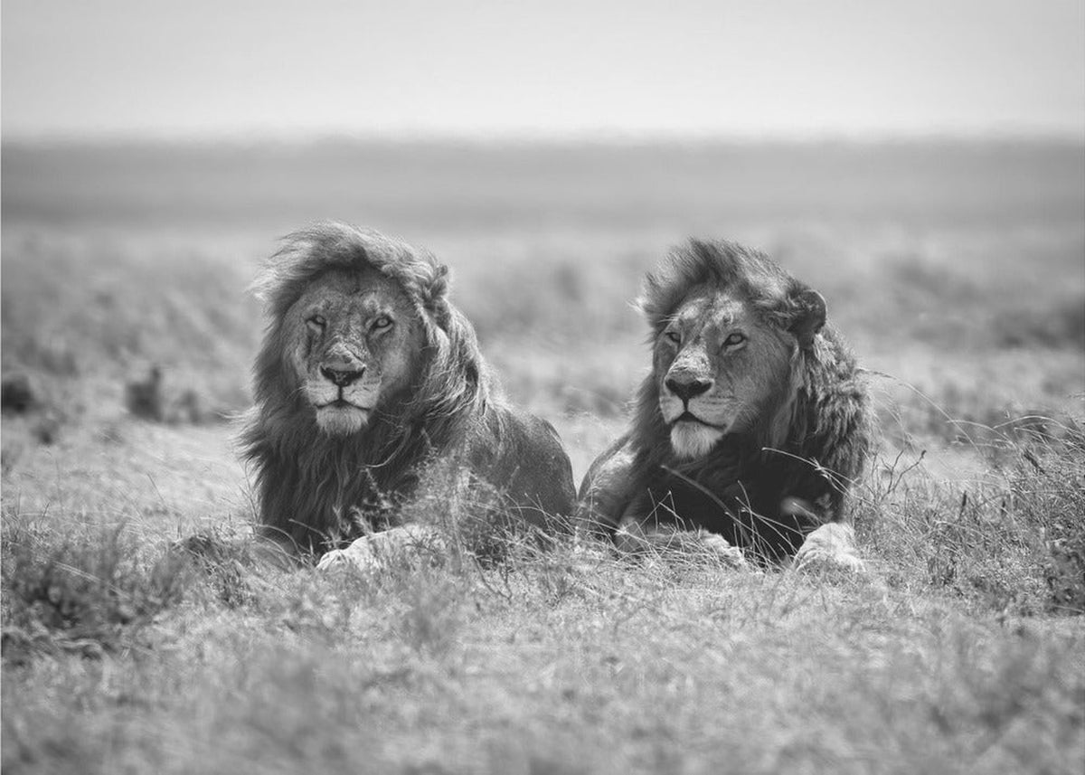 Two kings