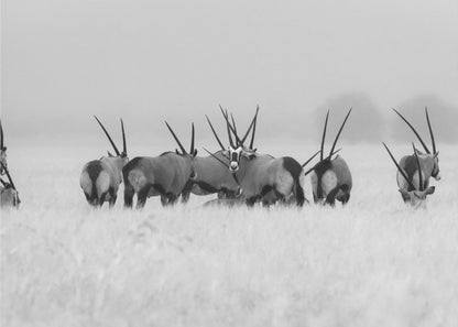 Oryx in the rain