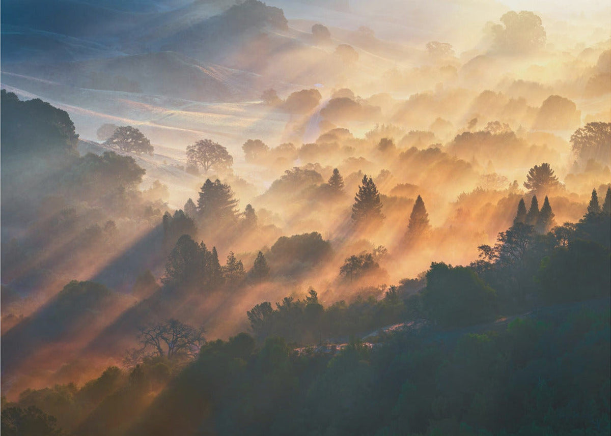 Morning Light