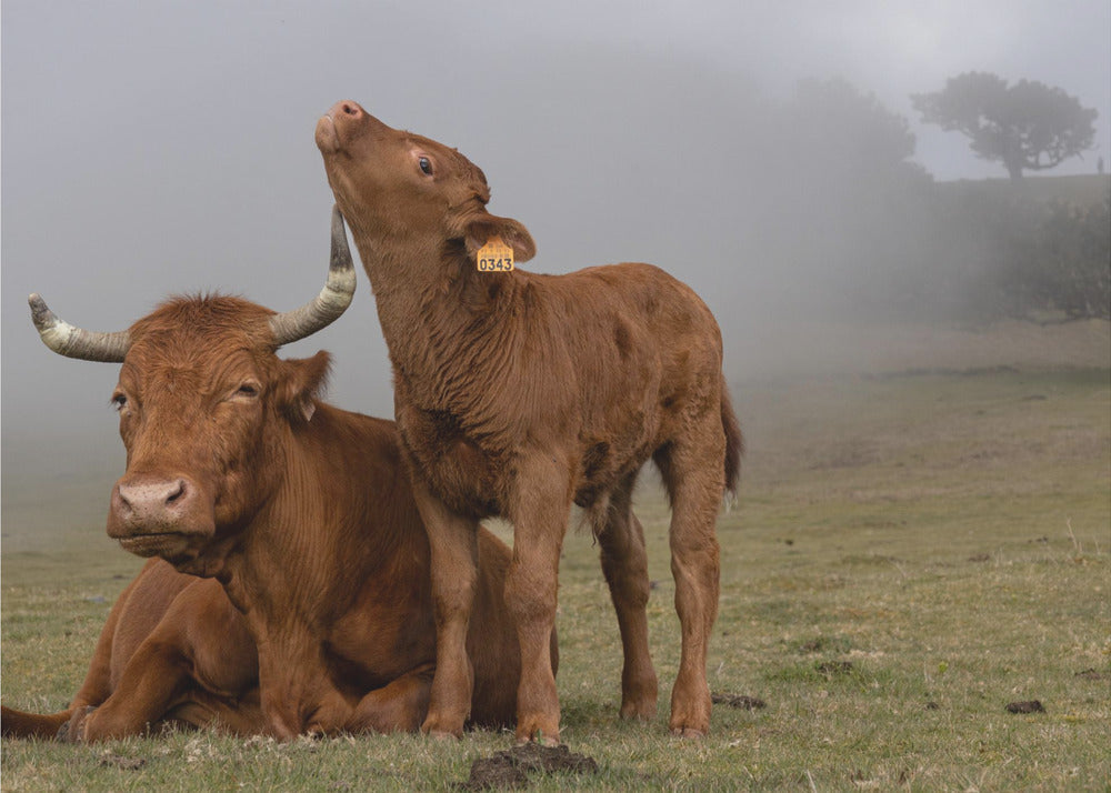 Tenderness