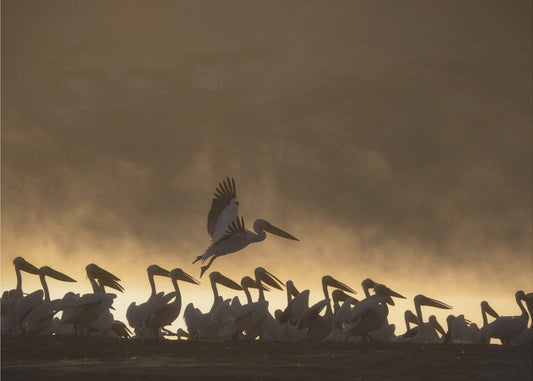Pelicans