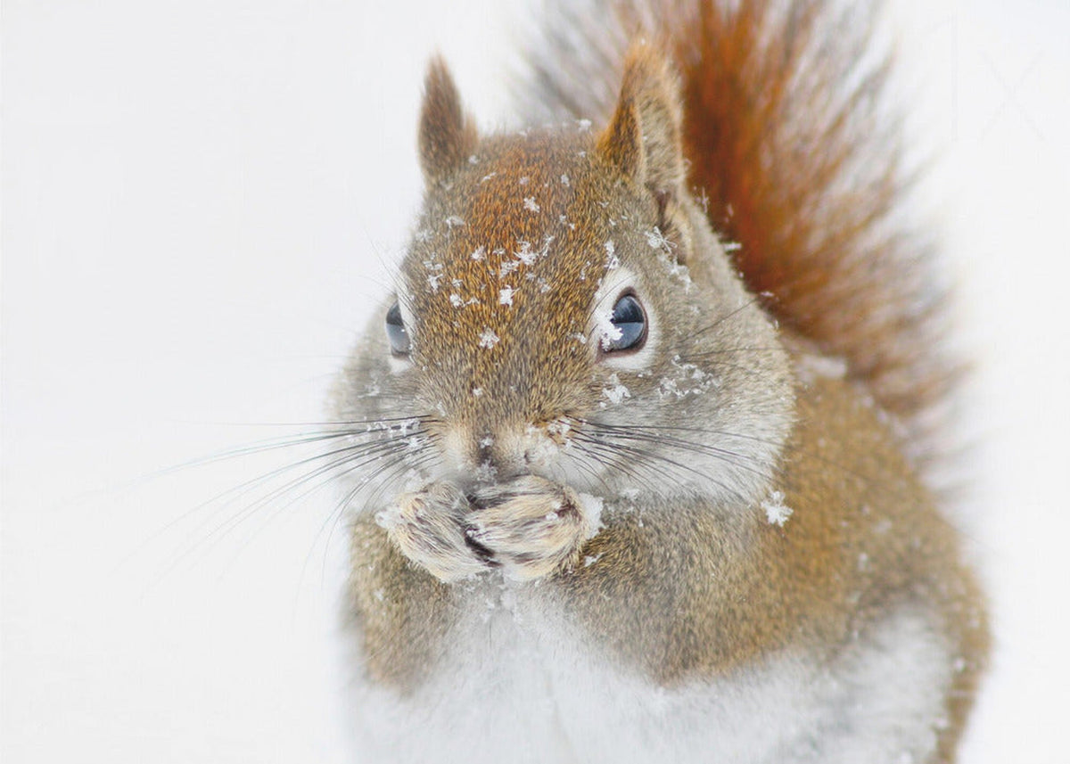 Christmas Squirrel